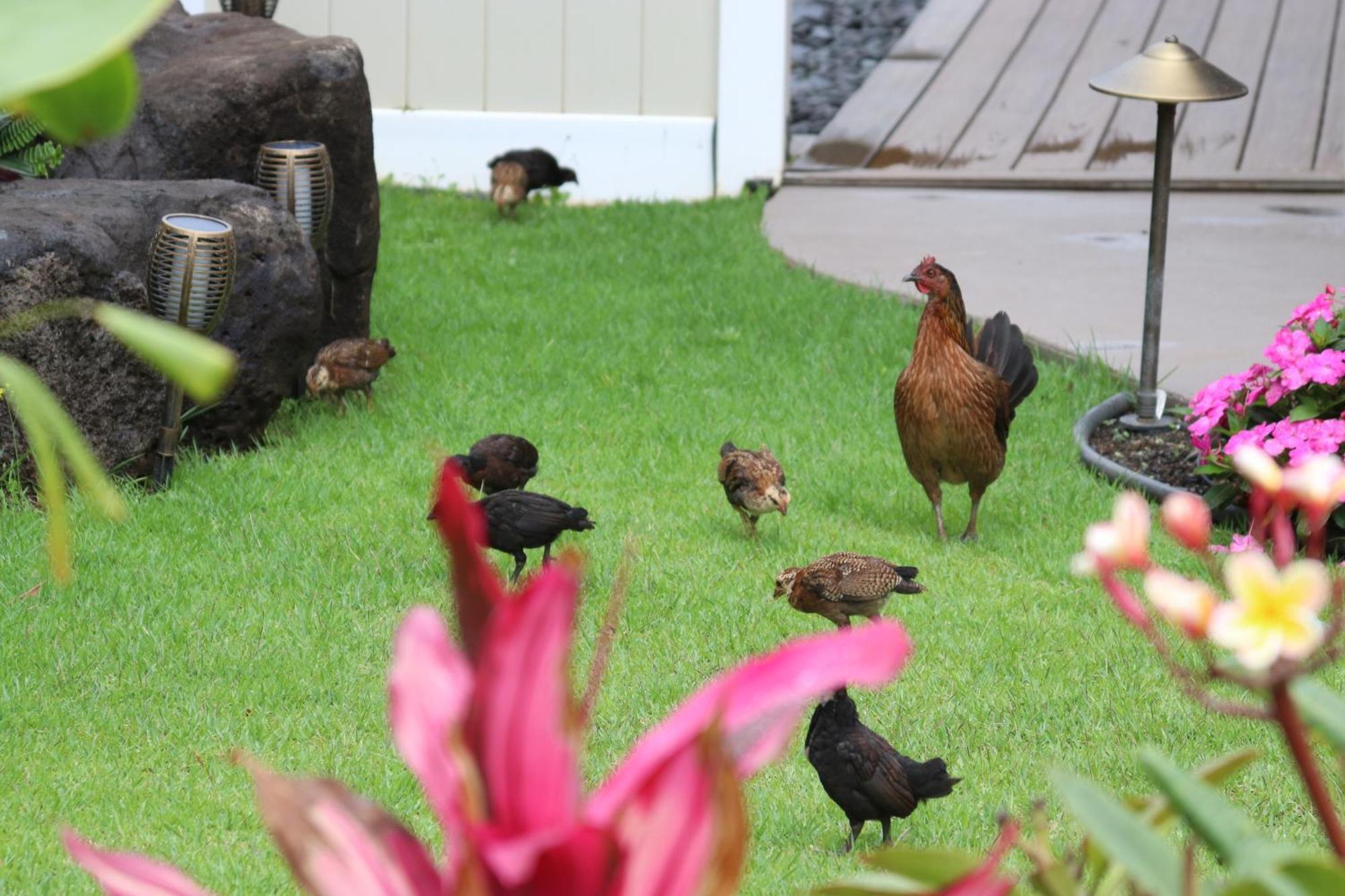 New 4 Bedroom Home With Ocean And Gorgeous Mountain Views In The Gated Community Of Mauna Olu Waianae Zewnętrze zdjęcie
